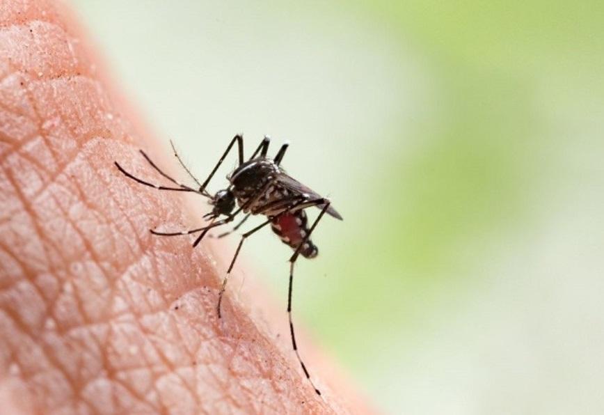 La Provincia, contra el dengue: se vienen dos jornadas de lucha contra los mosquitos