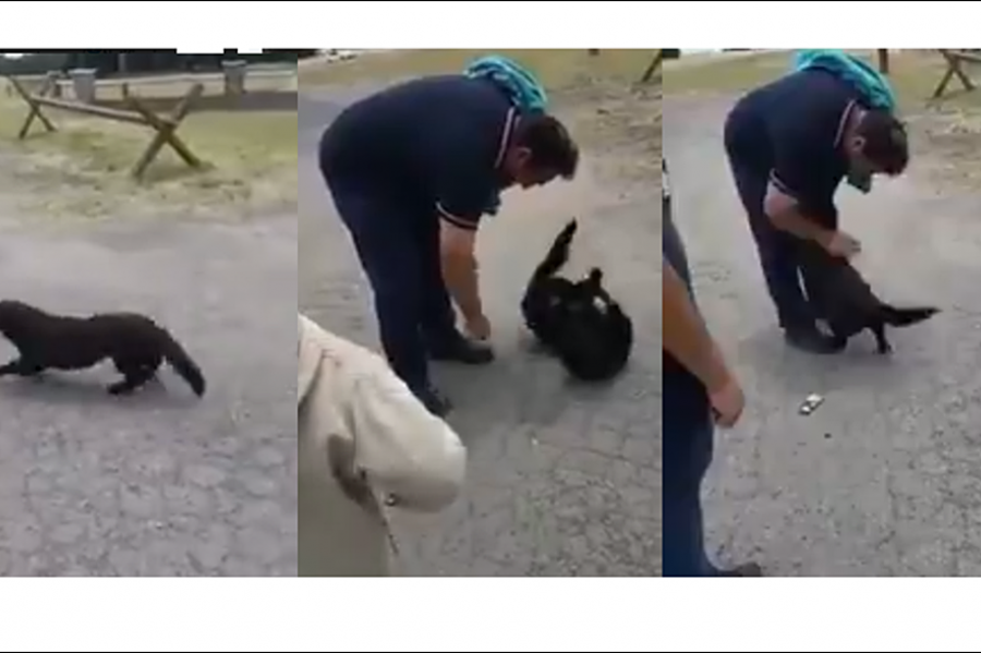 La conmovedora reacción de la mascota de los despedidos de Fanazul cuando volvieron a buscarla