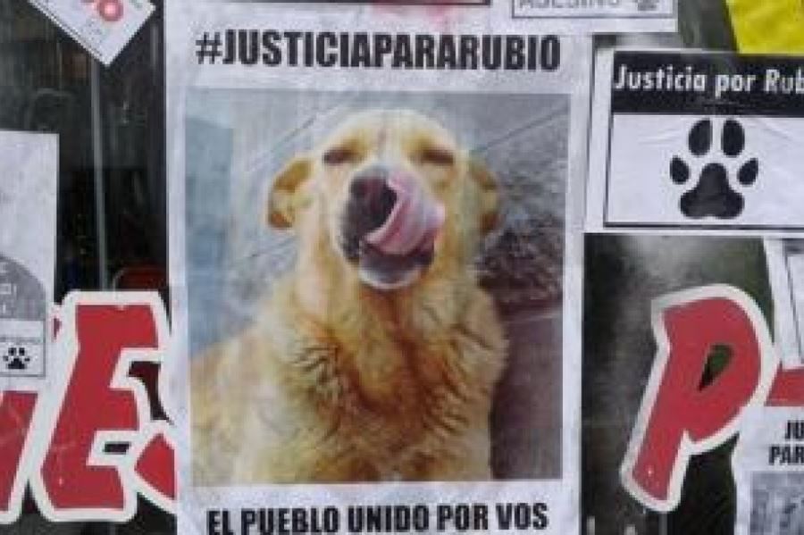 La Costa: declaran "persona no grata" al comerciante que arrastró un perro hasta matarlo
