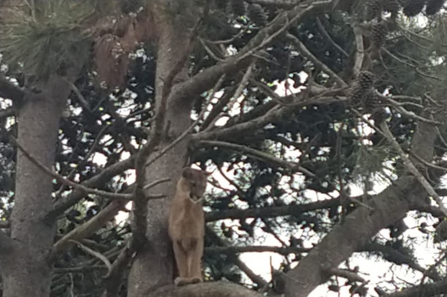 El puma de Ostende fue derivado a un bioparque y alertan sobre el peligro del mascotismo