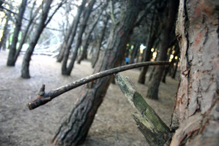 El bosque energético de Miramar que combina misterio y naturaleza