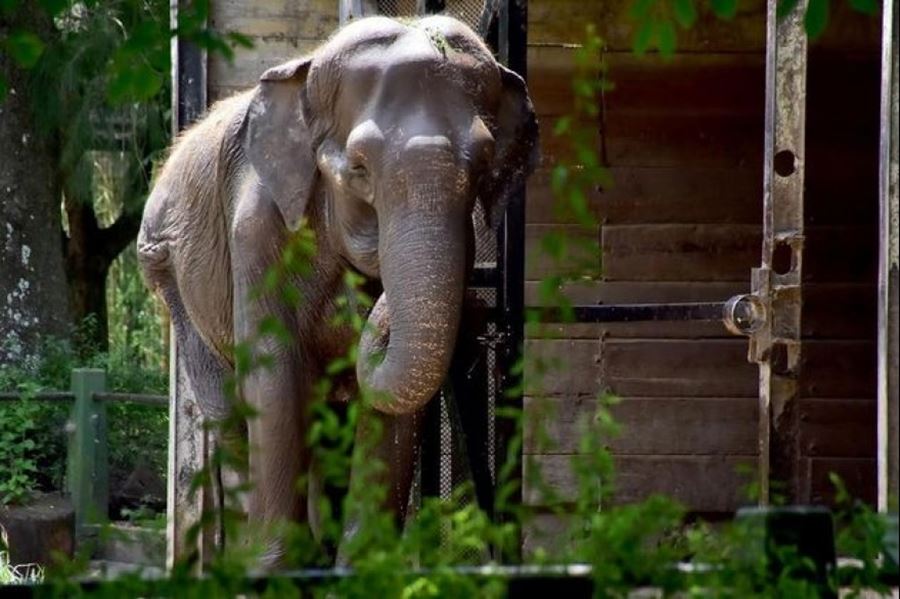 En memoria de la Elefanta Pelusa, en La Plata se celebrará un día contra el Maltrato Animal