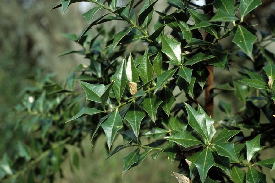 Por primera vez, Entre Ríos elige de forma pública su árbol provincial entre 28 especies