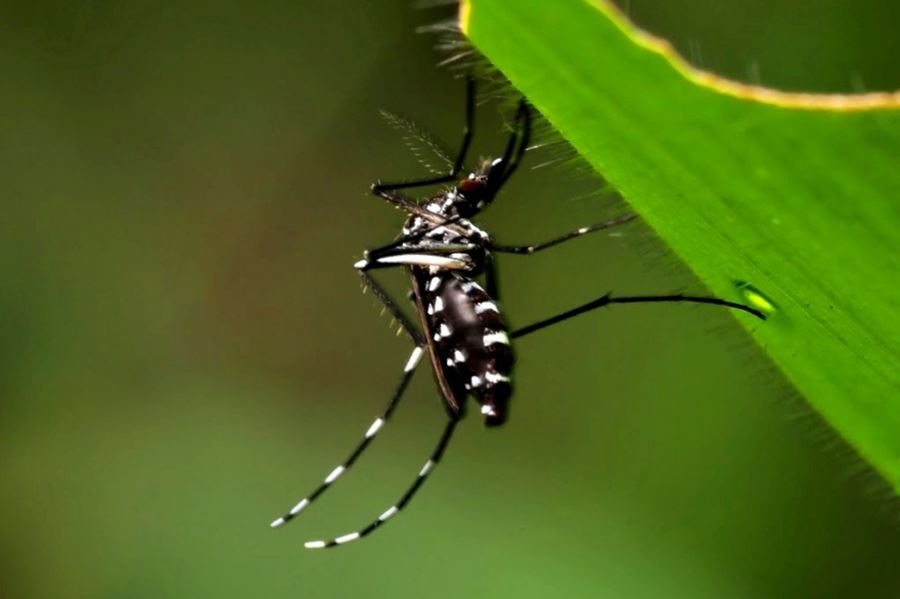 La Plata: Piden que se ponga en marcha una campaña para combatir el dengue