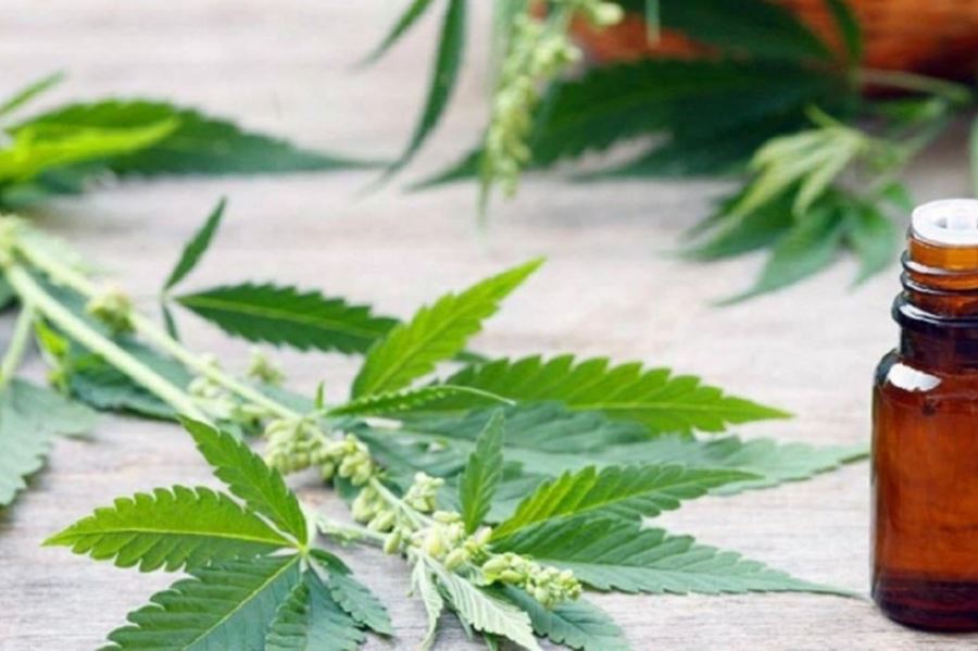 Marcelo Morante celebró la reglamentación del cultivo del cannabis medicinal: “Es un gran paso adelante”