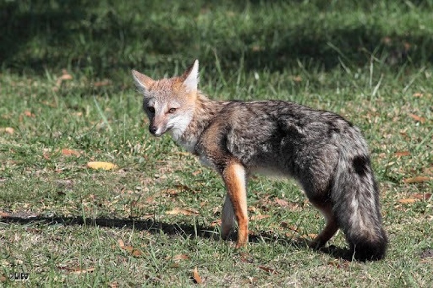 Rescataron a un de zorro pampeano que deambulaba por el centro de La Plata