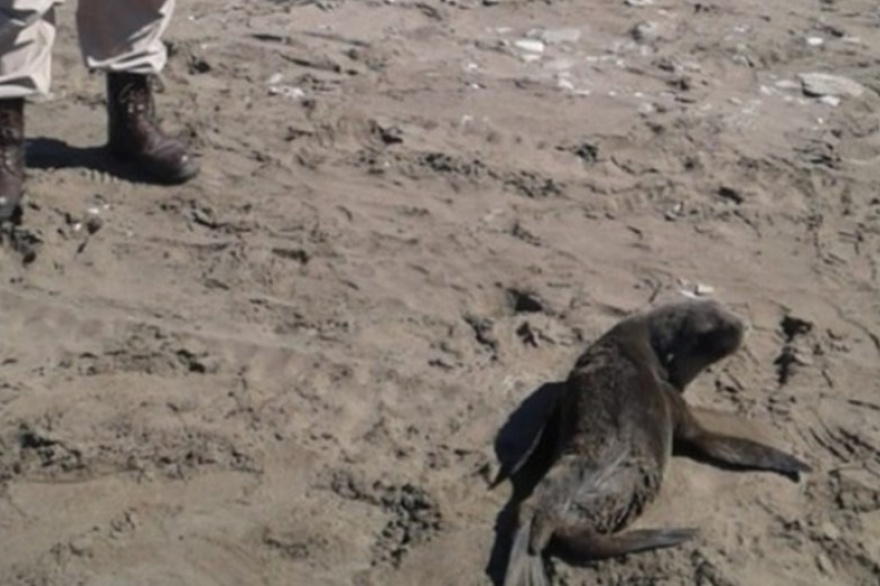 Un lobo marino mordió a una turista en Monte Hermoso y piden "dejarlos tranquilos"