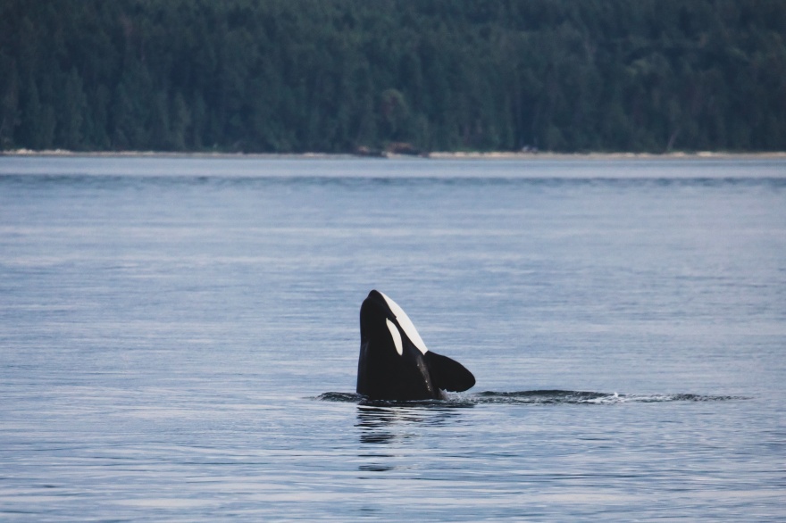 Comenzó la temporada de orcas en Península Valdés