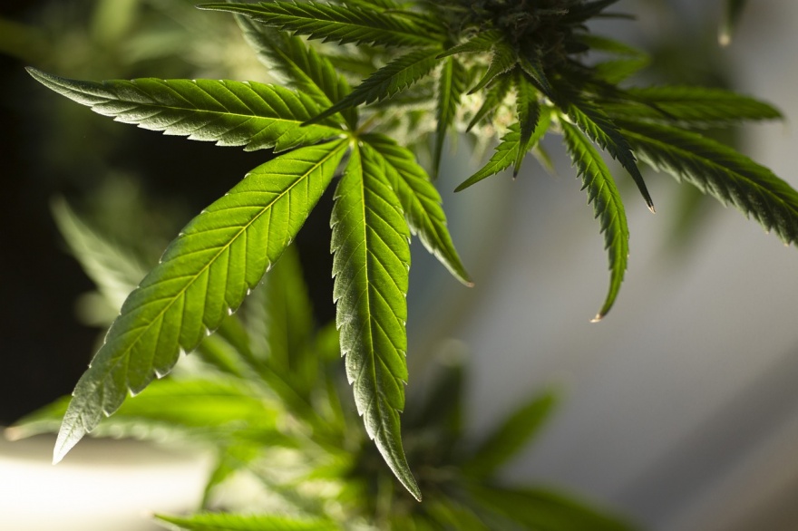 Hoy se celebra el Día Internacional de la Marihuana, la planta más famosa del mundo