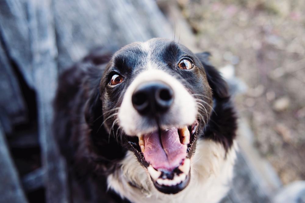 Llega una jornada de vacunación veterinaria gratuita a Plaza Alsina