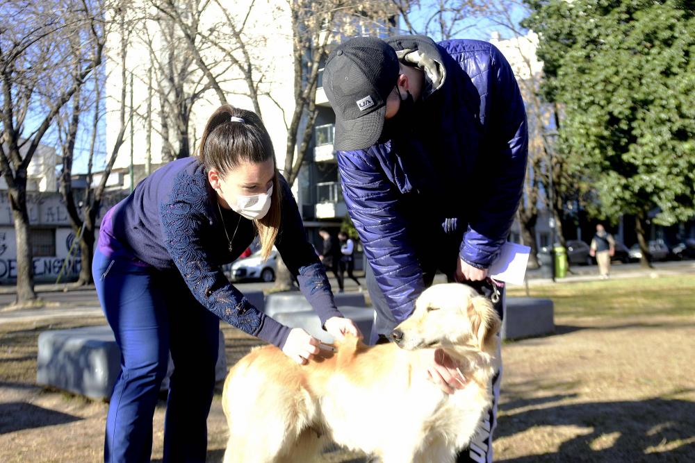 La Plata: Jornada de vacunación antirrábica gratuita en Olmos