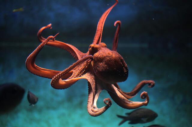 Hoy es el día del animal de los tres corazones y una de las especies más antiguas