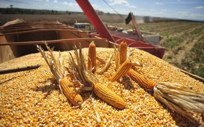 Juntos, en alerta por el maíz bonaerense: “Se está interviniendo el mercado”