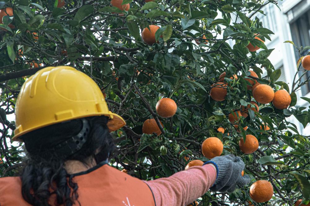 Probá la mermelada de “Naranja platense” y colaborá con cientos de comedores