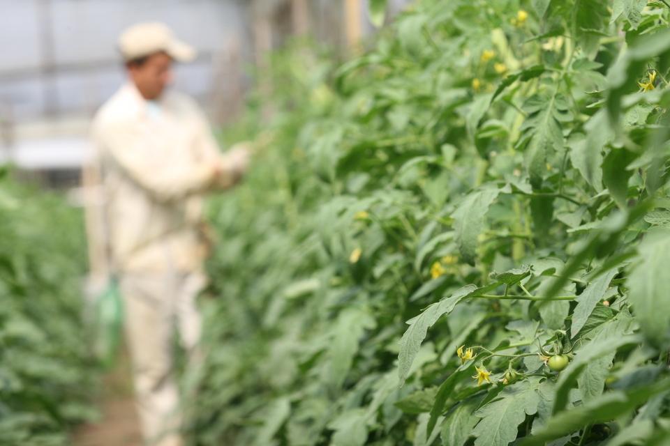 Investigadores de la UNLP desarrollan un pesticida amigable con el medio ambiente