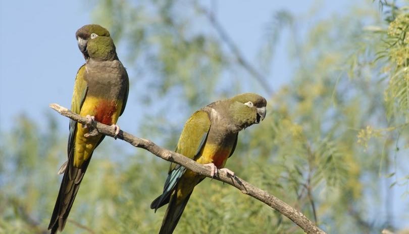 Plumas verdes, felices: frenan obra en una ruta para no molestar a los loros
