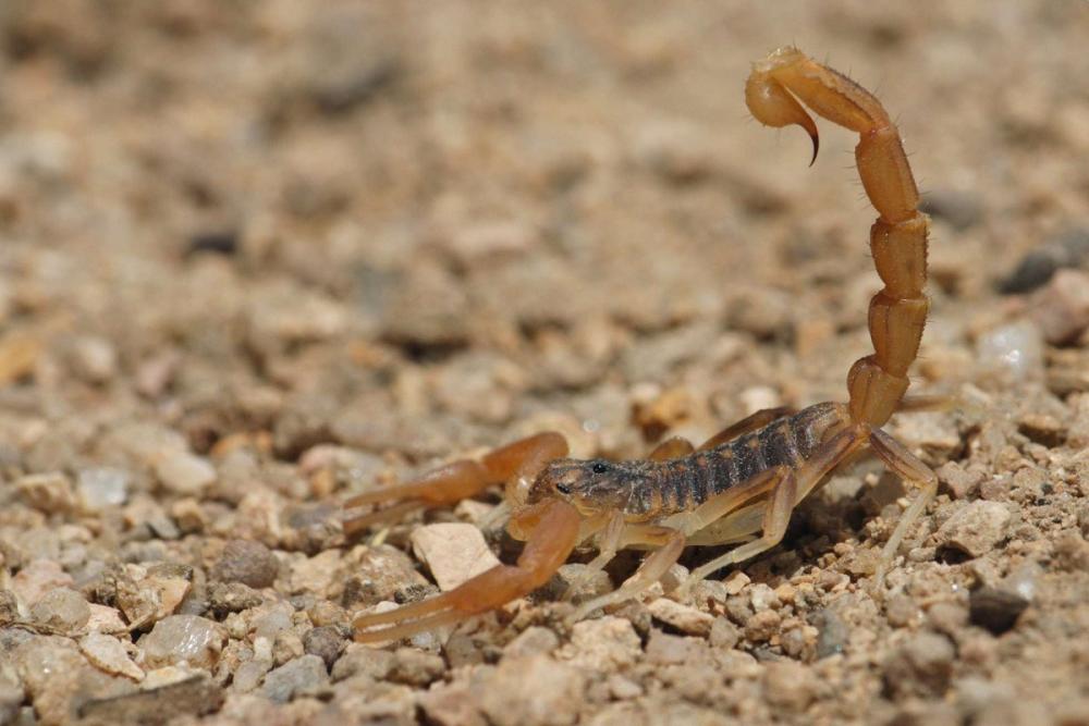 Alerta: tiempo de alacranes y escorpiones en la capital provincial