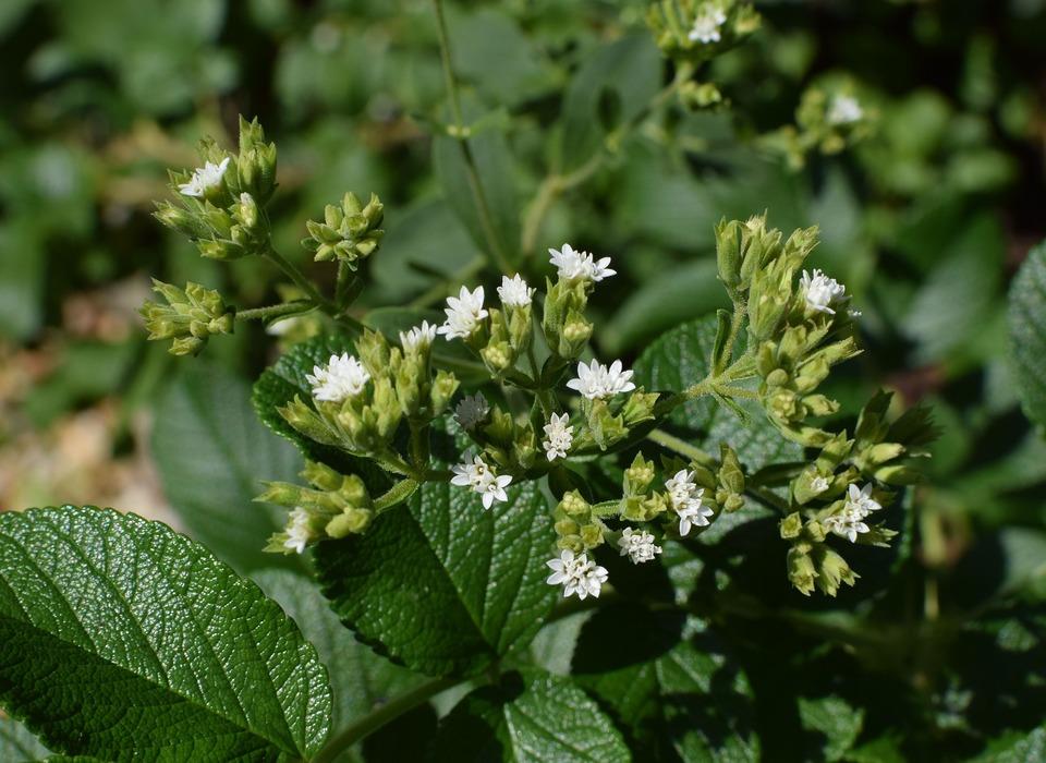 La historia de la Stevia: el producto ancestral que hoy está en todas las góndolas