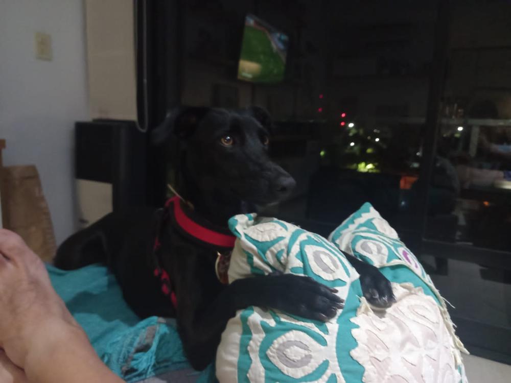 Día del Animal: organizan jornada para promover tenencia responsable de mascotas