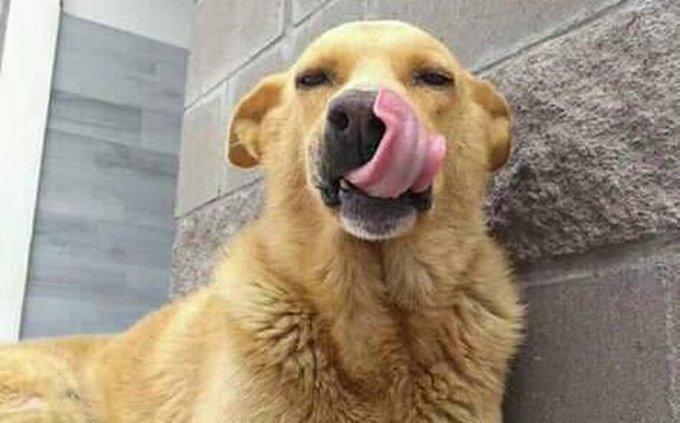 Condenan a prisión a un conductor por arrastrar y matar a un perro con su 4x4