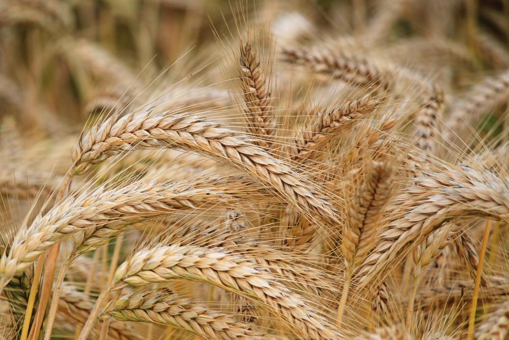 Desde la Legislatura piden que se eliminen las intervenciones al mercado del trigo