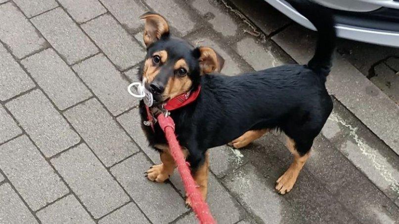 Coco es libre: el perro deberá cumplir una cuarentena y no será deportado