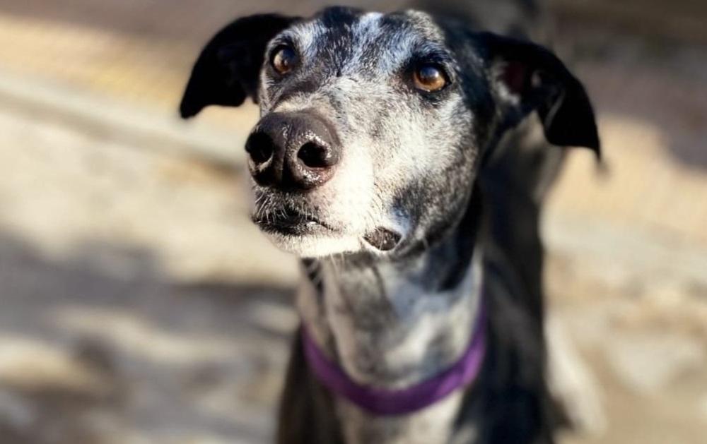 “Digan Guau, platenses”: una muestra de fotos para adoptar perros en tránsito