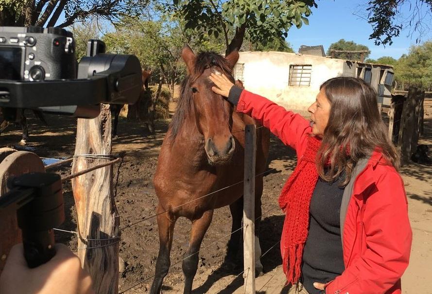 Maltrato animal en el GBA: rescatan nueve caballos y secuestran picanas y látigos