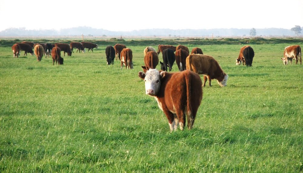 Atención, camperos bonaerenses: de qué se trata el “Plan Ganado Bonaerense 6x6”