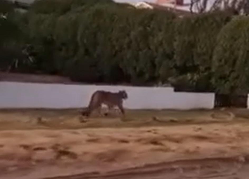 Pumas tienen en vilo a Villa Gesell: le piden a la gente que no salga a la calle