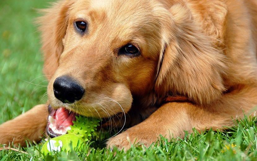 Día Mundial del Perro y salud: las cuatro enfermedades que hay que tener en cuenta