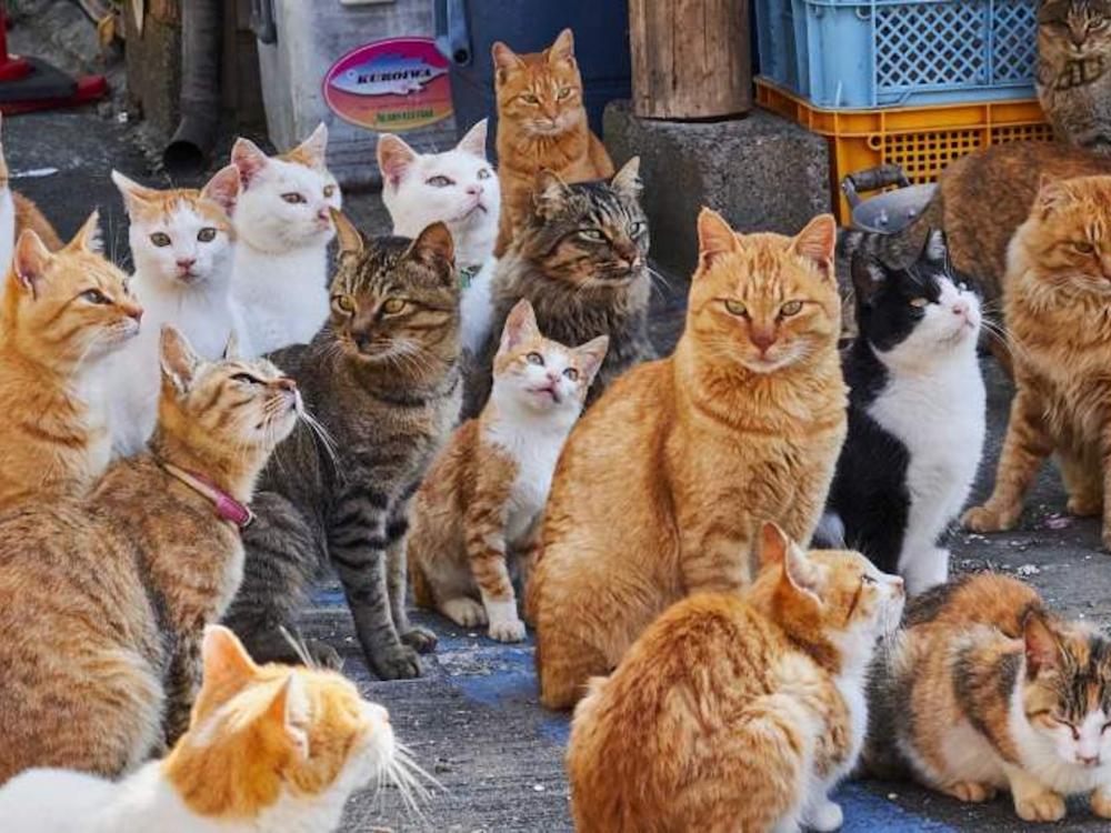 Los gatos celebran uno de sus tres días: los por qué del de hoy y los otros dos