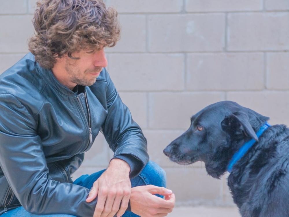 Pancho, Asia y Hércules: intendente perrero les busca hogar a tres simpáticos adultos