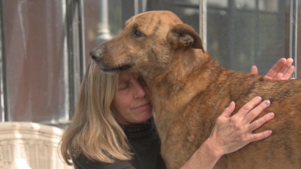 Almirante Brown: la feliz historia de Poncho, el perro que volvió luego de dos meses