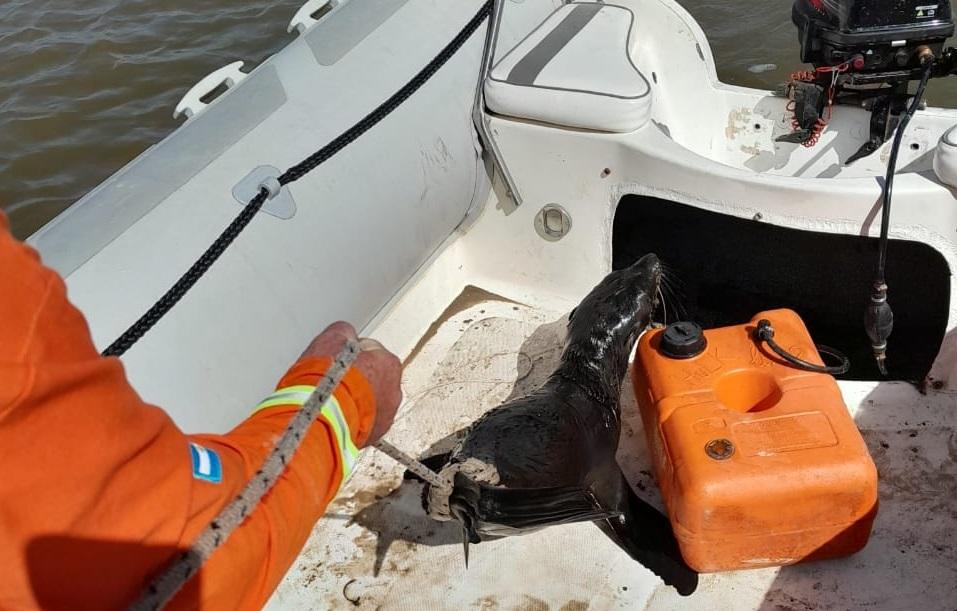 Un lobito marino confundió el camino y terminó “enredado” en las elecciones 2023