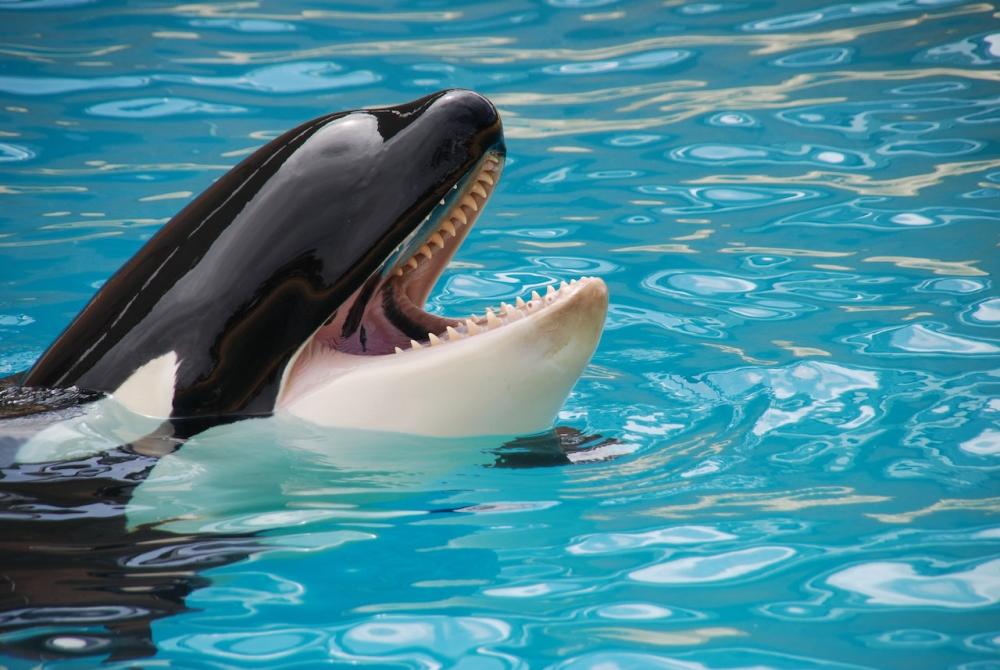 Ley Kshamenk: buscan prohibir los espectáculos con animales marinos en cautiverio