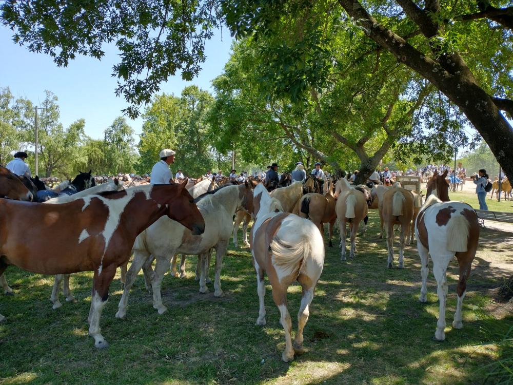 San Antonio de Areco, a pleno: se lleva a cabo la 83° Fiesta de la Tradición