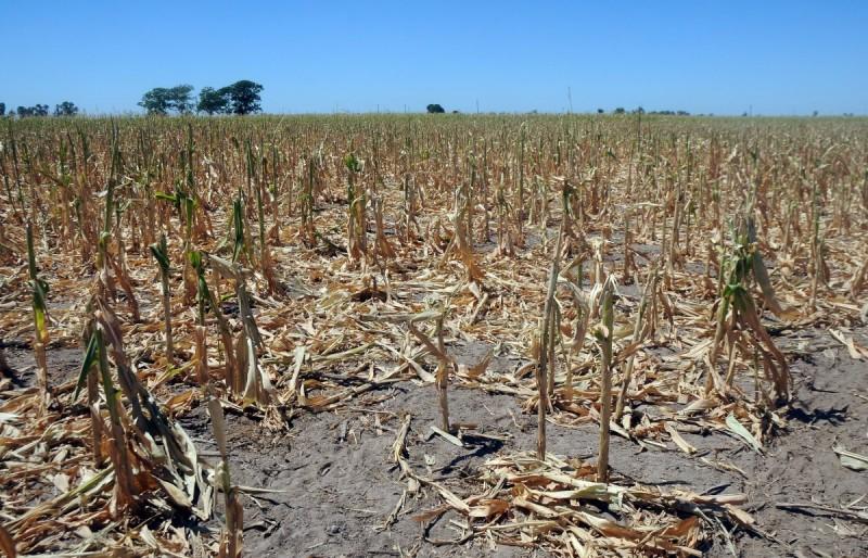 Provincia declaró la emergencia por la sequía que sufre el campo y anunció medidas