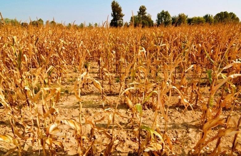 Sequía: crece la bronca en el campo, a la espera de la emergencia agropecuario