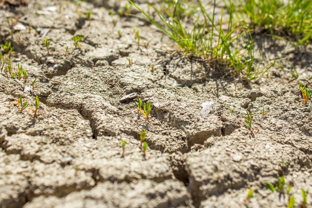 Cuáles son los 33 municipios declarados en emergencia agropecuaria por la sequía