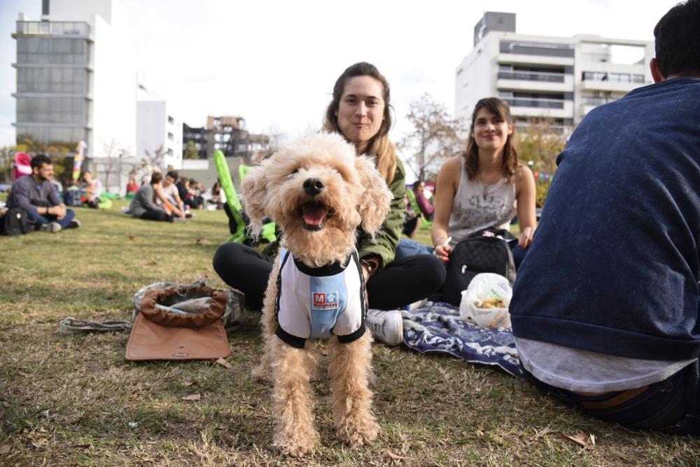 ¿Se agranda la familia? Organizan una feria para fomentar la adopción de perros y gatos