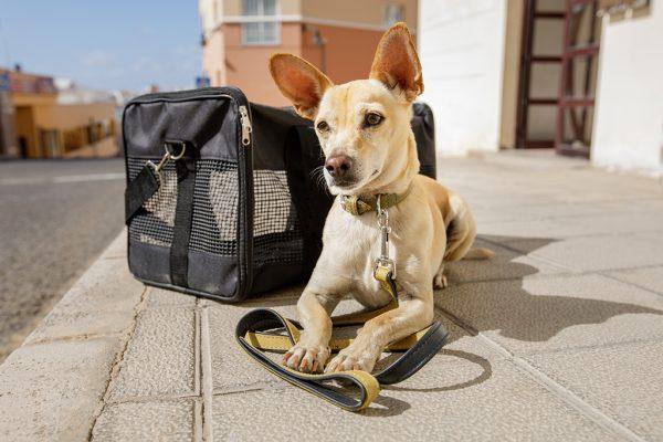 Vacaciones en familia: recomendaciones para veranear con perros y gatos