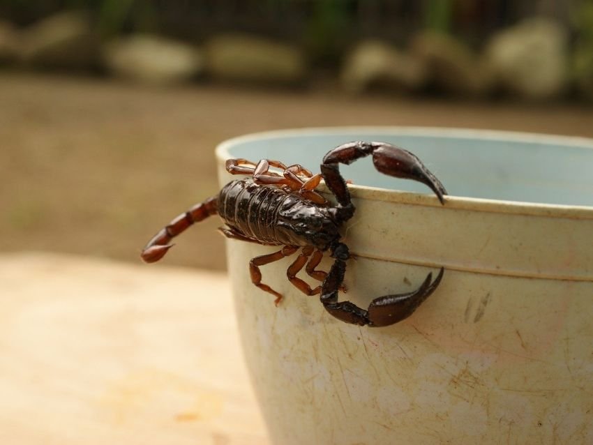 Tiempo de alacranes en la capital: cómo mantenerlos lejos, qué hacer si te pican