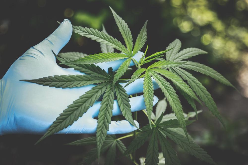 Aprobaron el primer bálsamo facial a base de cannabis hecho por una pyme argentina