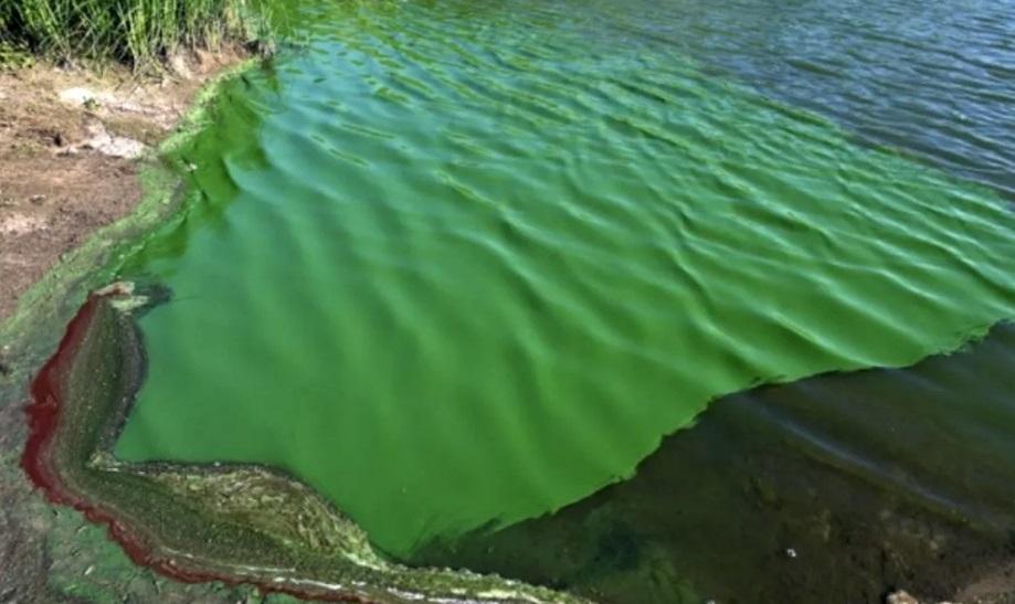 Cianobacterias: Alerta Naranja para el Río de La Plata y lagunas de la Provincia 