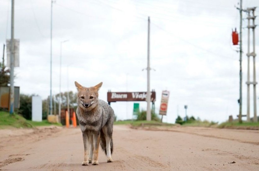 No de nuevo: Villa Gesell en alerta por la aparición de zorros en la ciudad