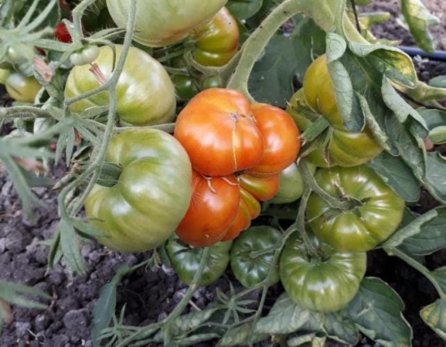 Llegó el día: todos los detalles de la 18° fiesta del Tomate platense