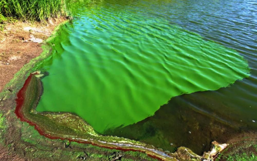 Alerta naranja ante la marea verde: preocupación en municipios bonaerenses
