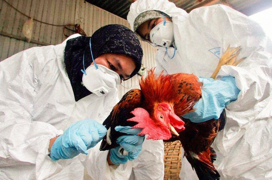 Alerta en la Provincia: 200 aves muertas en San Cayetano por la temida gripe aviar