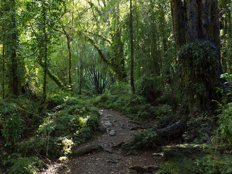 La Provincia sumará 15.000 hectáreas de bosques nativos bajo protección ambiental